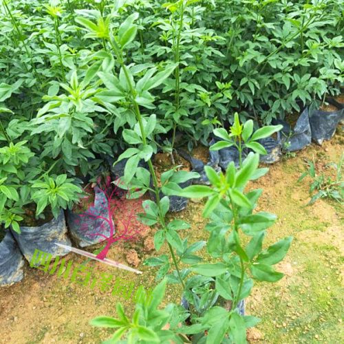 迎春花圖片