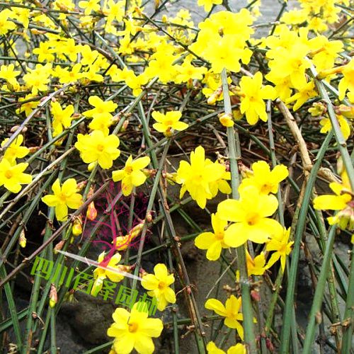 成都迎春花批發(fā)基地