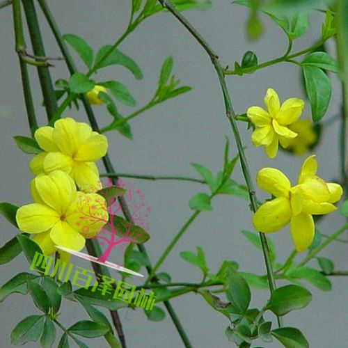 迎春花基地