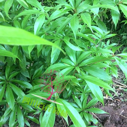 小葉楨楠圖片
