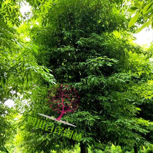 四川小葉楨楠 圖片