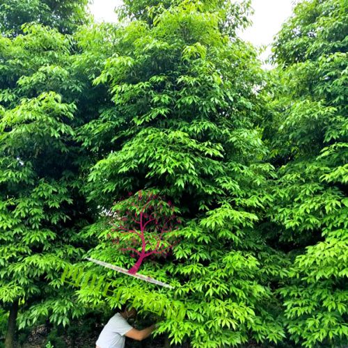 四川小葉楨楠 圖片