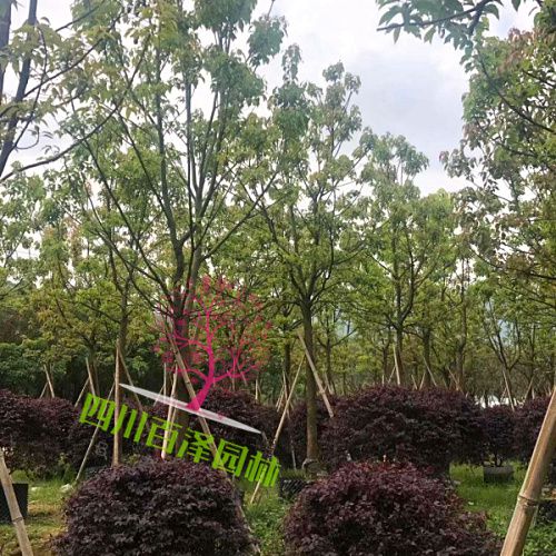 小葉香樟圖片
