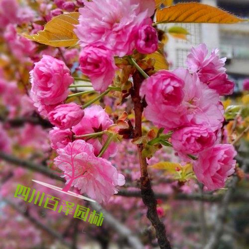櫻花樹圖片